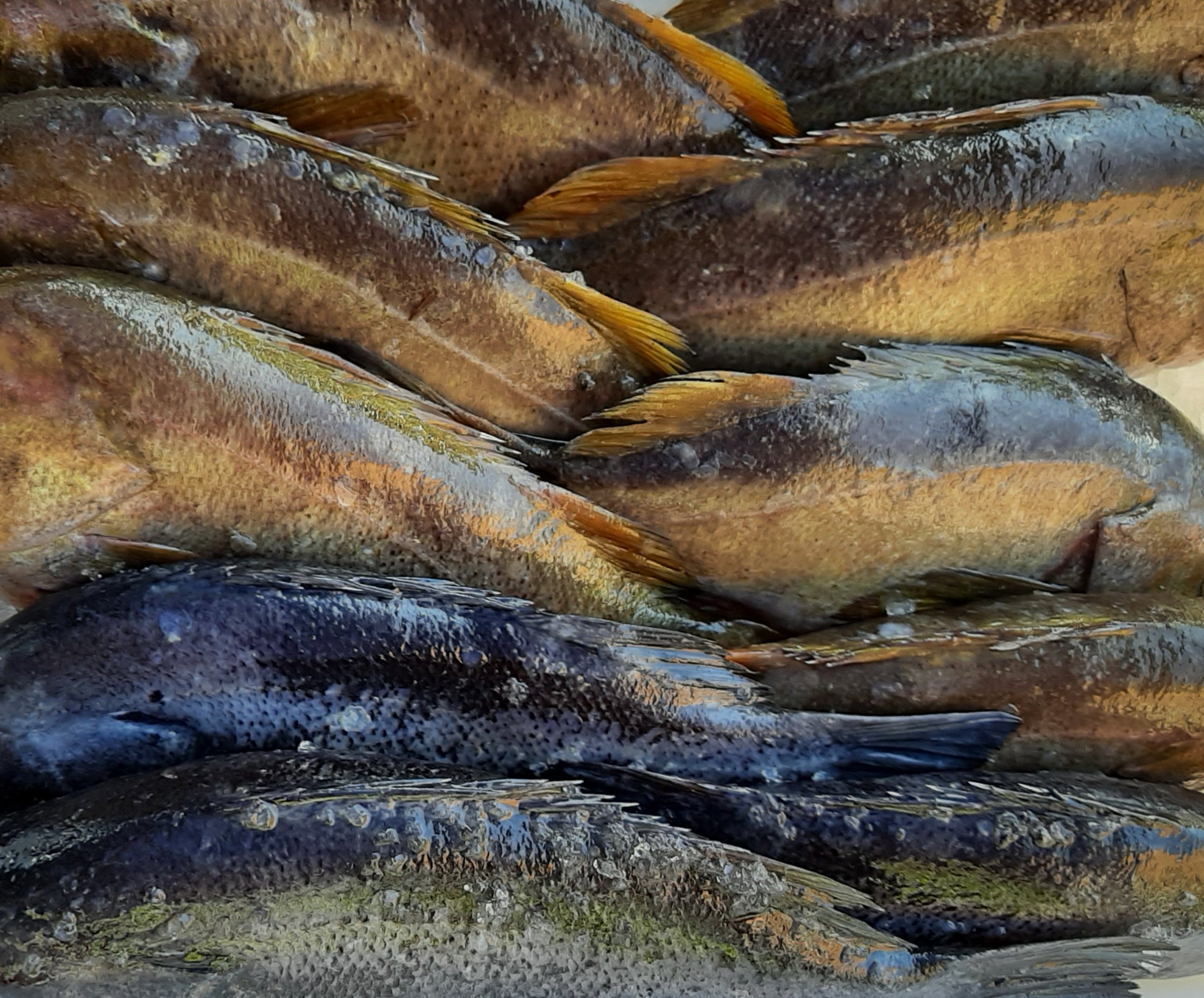 Traditional Fish Stock